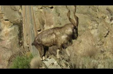 GOAT IN MOUNTAINS/РЕДКАЯ ГОРНАЯ КОЗА ВИНТОРОГАЯ/ТАДЖИКИСТАН-БУЗИ МОРХУР-ДАРВАЗ БАДАХШАН